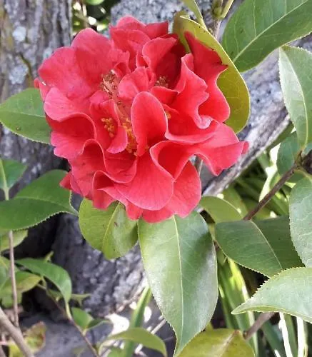 Quinta Camelias - Acores 아파트 Ponta Delgada